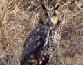 Ушастая сова фото (Asio otus) - изображение №1616 onbird.ru.<br>Источник: www.larkwire.com